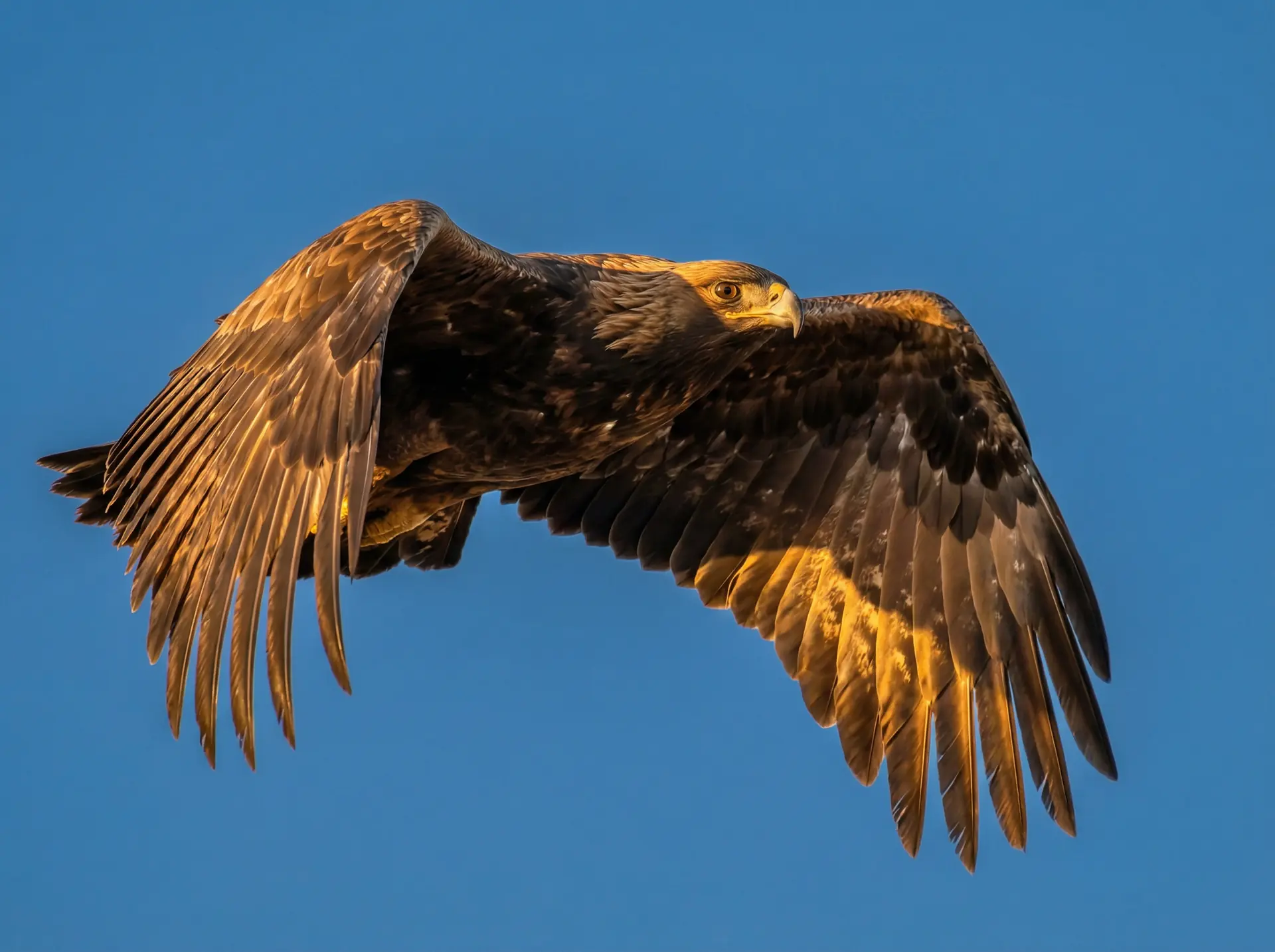 搞鸡软件 精选 - 飞翔中的金雕野生动物摄影